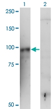 H00003689-M01 - CD18 / ITGB2