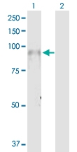 H00003695-D01P - Integrin beta-7