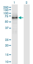 H00003831-B01P - Kinesin light chain 1
