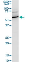 H00003836-A02 - KPNA1 / Importin alpha-1