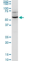 H00003836-A02 - KPNA1 / Importin alpha-1