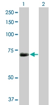H00003836-D01P - KPNA1 / Importin alpha-1