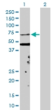 H00003841-D01P - KPNA5 / Importin alpha-6