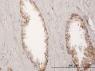 H00003880-B02P - Cytokeratin 19