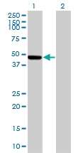 H00003886-B01 - Keratin-35 / KRT35