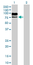 H00004099-B01P - Myelin-associated glycoprotein (MAG)