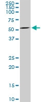 H00004099-M35 - Myelin-associated glycoprotein (MAG)