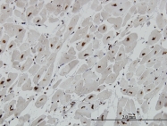 H00004204-M01 - MeCP2