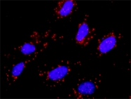H00004233-B01P - HGF receptor