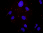 H00004233-B01P - HGF receptor