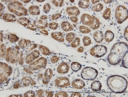 H00004585-M07 - Mucin-4