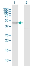 H00004642-B01P - Myosin-Id