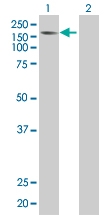 H00004661-B01P - Myelin transcription factor