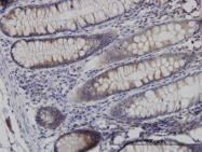 H00004692-M02 - Necdin