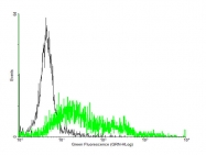 H00004889-B01P - NPY Receptor 5 / NPY5R