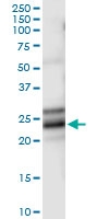 H00004909-D01 - Neurotrophin 4 / NTF4