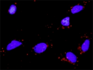 H00004909-M02 - Neurotrophin 4 / NTF4