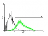 H00005025-B01P - P2RX4 / P2X4