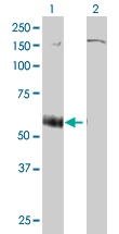 H00005026-M01 - P2RX5 / P2X5