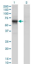 H00005127-M01 - CDK16 / PCTK1