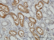 H00005127-M01 - CDK16 / PCTK1