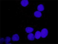 H00005154-D01P - PDGFA