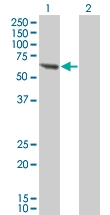 H00005495-M01 - Protein phosphatase 1B / PPM1B
