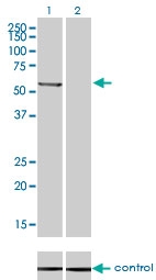 H00005495-M01 - Protein phosphatase 1B / PPM1B