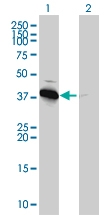 H00005564-M01 - AMPK beta-1 chain / AMPKb