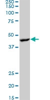 H00005564-M07 - AMPK beta-1 chain / AMPKb