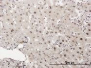 H00005591-M02 - DNA-PKcs / PRKDC / XRCC7