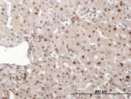 H00005591-M03 - DNA-PKcs / PRKDC / XRCC7