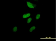 H00005982-B01P - RFC2 / RFC40