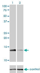 H00006119-M01 - RPA3 / RPA14