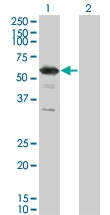 H00006258-M01 - RXR-gamma / RXRG