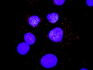 H00006464-M01 - SHC1 / SHC