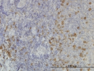 H00006745-M02 - SSR1 / TRAPA