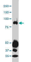 H00006775-M01 - STAT4