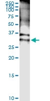 H00006810-D01 - Syntaxin 4 / STX4