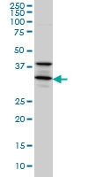 H00006811-M01 - Syntaxin 5 / STX5