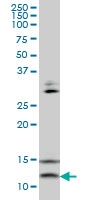 H00006843-M02 - VAMP-1 / Synaptobrevin-1