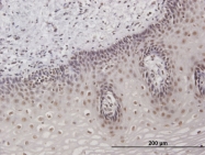 H00006879-B01 - TAF7