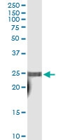 H00006881-D01 - TAF10
