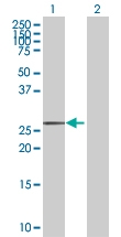 H00006945-B02 - Max-like protein X