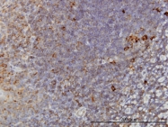 H00006950-M01 - CCT1 / TCP1