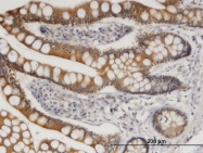 H00007099-M02 - CD284 / TLR4
