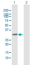 H00007200-D01 - Thyrotropin-releasing hormone (TRH)