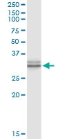 H00007200-D01 - Thyrotropin-releasing hormone (TRH)