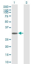 H00007200-D01P - Thyrotropin-releasing hormone (TRH)