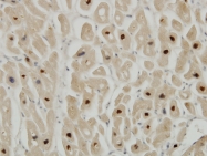 H00007273-M09 - Titin